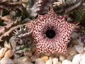 huernia reticulata 05