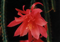 aporocactus melanie 01