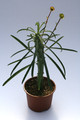 euphorbia clava 7875