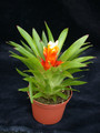 guzmannia theresia 03