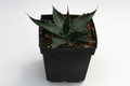 agave neomexicana haslinger 0153