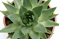 aloe polyphylla 0609