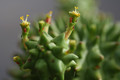 euphorbia suzannae 0332