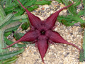 stapelia schinzii 0751