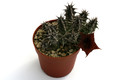 huernia saudi arabica 9527