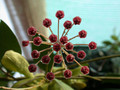 hoya sp 3759 02