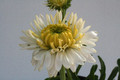 aster alpina alba plena 8566