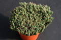euphorbia submammillaris 0377 sm