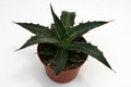 agave lophantha 0102