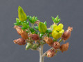 kalanchoe orygalis 0971