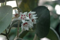 hoya calycina 6579
