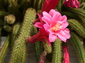 aporocactus klaerchen 296