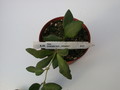 hoya bilobata hort ipps0087 1403