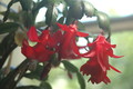 schlumbergera x buckleyi george g 07
