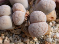 lithops salicola 01