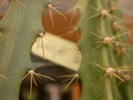 aporocactus luzifer paetz 125