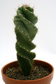 cereus peruvianus tortuosus 0567