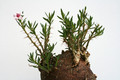 pachypodium bispinosum 3589