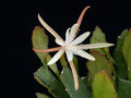 eh vista star 9688 01
