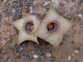 huernia quinta 04