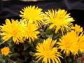 faucaria tuberculosa 3767