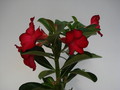 adenium obesum sunshine 669