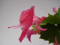 schlumbergera thor kiri 1574