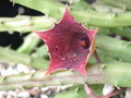 huernia leachii keniensis 03