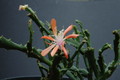 schlumbergera enigma 2436 sm