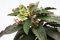 euphorbia suzannae marnierae 7264