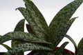 ledebouria socialis 9505