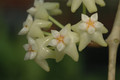 hoya parasitica india 01