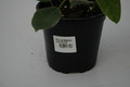 hoya lauterbachii 6546