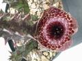huernia reticulata es3634 01
