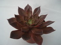 echeveria affinis schwarzer prinz 8290