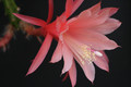 aporocactus myrna corbet 0207