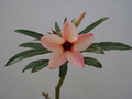 adenium hybr the peach001