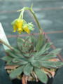 echeveria pulidonis es3969 04