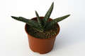 gasteria verrucosa 7244