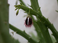 caralluma subulata rh292 2