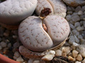 lithops pseudotruncatella riehmerae c97 02