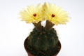 notocactus incomptus 9759