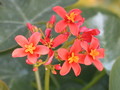 jatropha macrantha 5669
