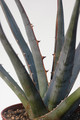agave xylonacantha 8463