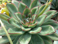 echeveria pulidonis es3969 10