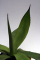 agave polyacantha xalapensis neu 0164