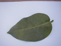hoya calycina leaf