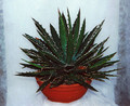 agave