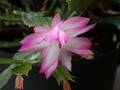 schlumbergera hatherton charm 211