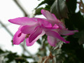 schlumbergera thor nille 02